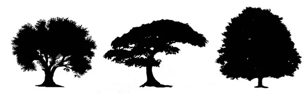 Sílhuetas de árvore preta no fundo branco, silhueta de árvores — Fotografia de Stock