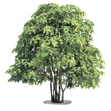 beautiful green tree on a white background clipart