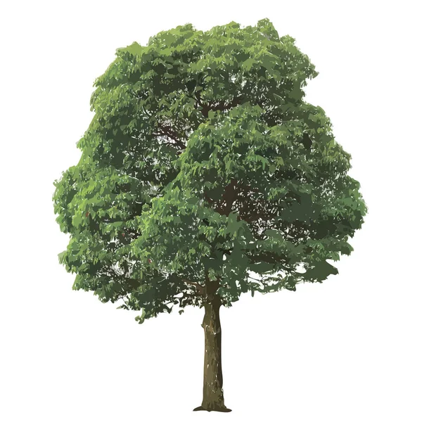 白い背景の上の美しい緑の木 — ストックベクタ
