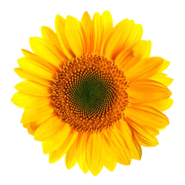 Handgezeichnete Vektorillustration der Sonnenblume - Heliantus annual. realistisches Bild in hellen Farben mit Lichtern und Schatten — Stockvektor