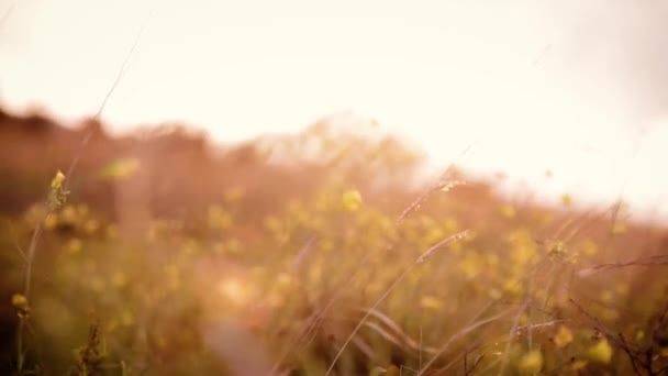 Veld planten zwaaiend in de wind — Stockvideo