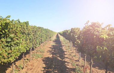 olgunlaşmış üzümler ile bağ