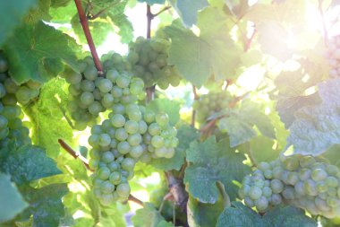 Olgun beyaz üzüm sıcak güneş