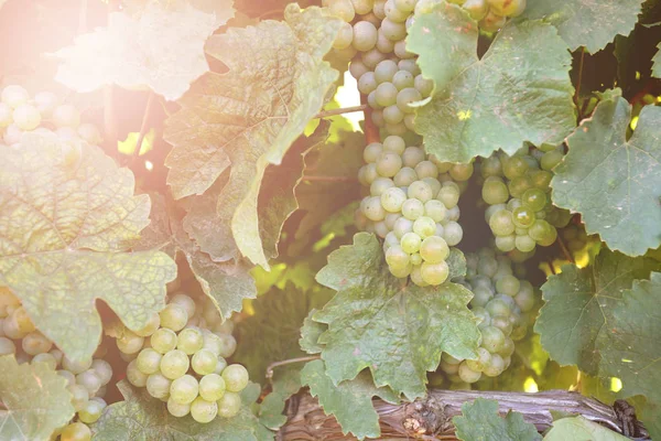 Megérett a fehér szőlő a meleg napsütésben — Stock Fotó