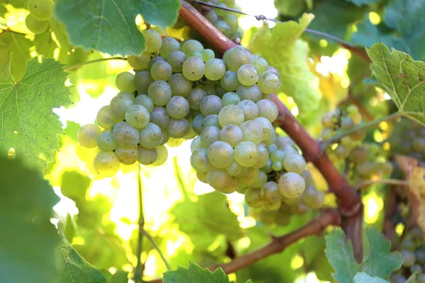 Olgun beyaz üzüm sıcak güneş