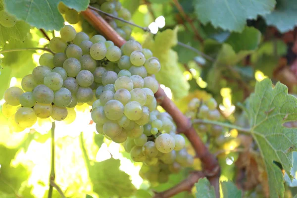 Olgun beyaz üzüm sıcak güneş