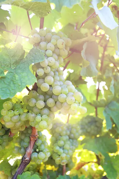 Megérett a fehér szőlő a meleg napsütésben — Stock Fotó