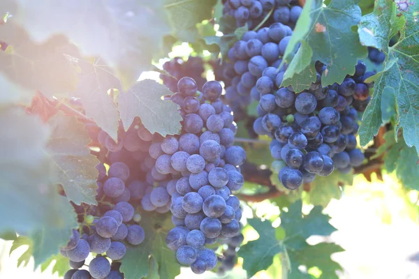 太陽の下で収穫する準備ができている熟したブドウ — ストック写真