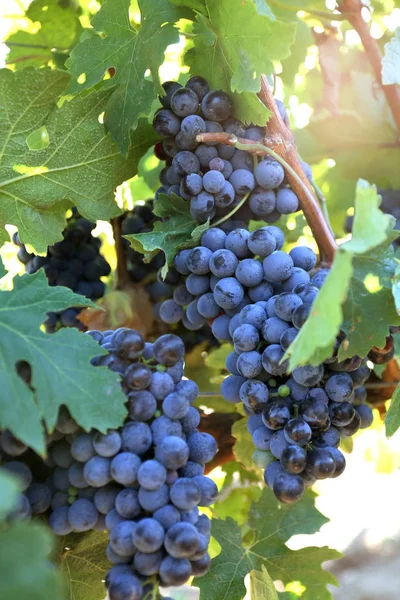 Érett szőlő készen áll a betakarításra a napfényben — Stock Fotó