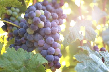 Olgun üzümler gün ışığında hasat için hazır.