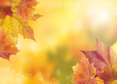 Bulanık Parlak Sonbahar Arkaplanı. Soyut Renkli Bokeh