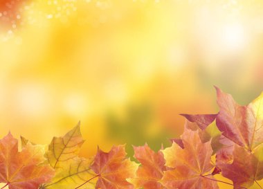 Bulanık Parlak Sonbahar Arkaplanı. Soyut Renkli Bokeh