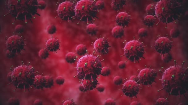 Vörös baktériumok vagy kovid-19 vírus, sejtek véletlenszerűen mozognak és forognak az emberi szervek vörös hátterével szemben, izoláció — Stock videók