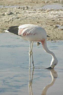 Chilean flamingo in the Salar de Atacama clipart