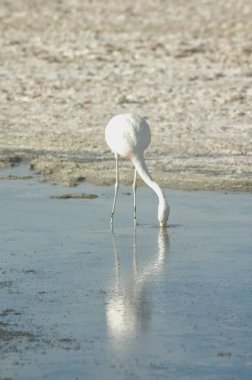 Salar and flamingo