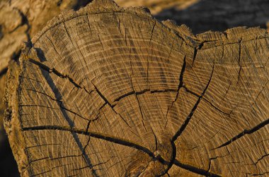 Xylem görünümünü