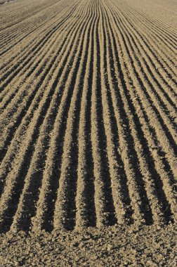 Bir ekmek alanının paralel çizgiler