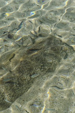 Balık yüzme balık