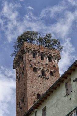 Torre Guinigi ve onun ağaçları çatıda