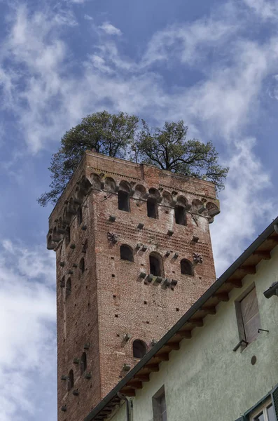 Torre Guinigi ve onun ağaçları çatıda