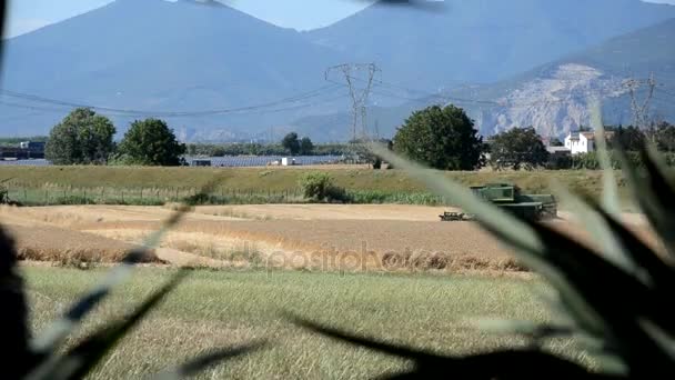 Combinar el trigo cosechado en el campo — Vídeos de Stock