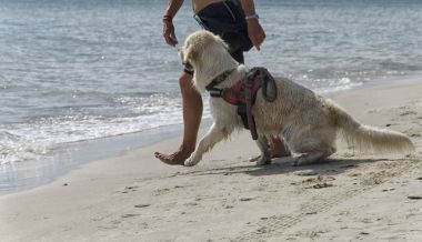 Köpek denize girmek için hazır