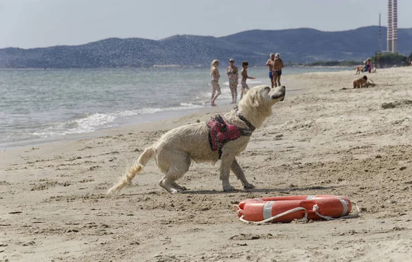 Rescate perro sacude a secar —  Fotos de Stock