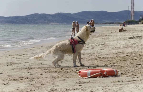 Dog shakes to dry