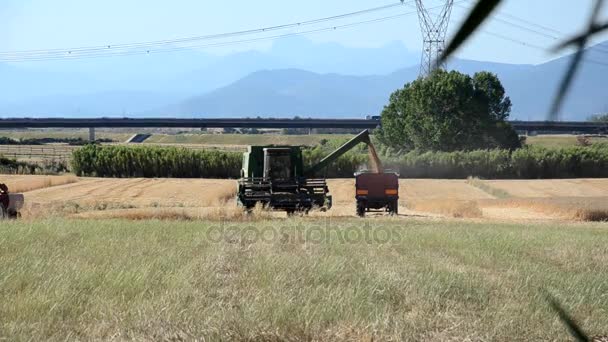 Комбайн розвантажує урожай — стокове відео