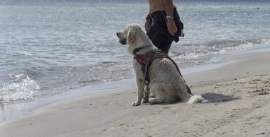 Sıra bekleyen kurtarma köpeği