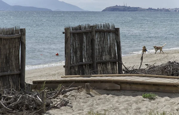 Praia do cão na Itália — Fotografia de Stock