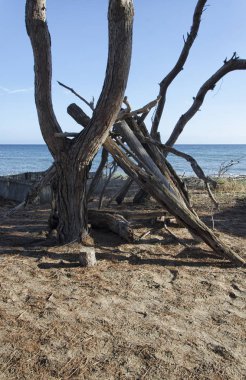 Shipwrecked bir barınak