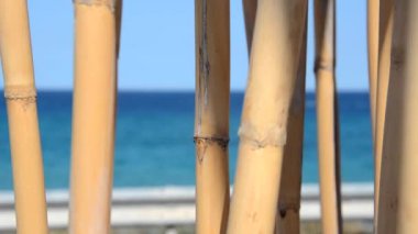 Rüzgarda oynamak bambu kamışı