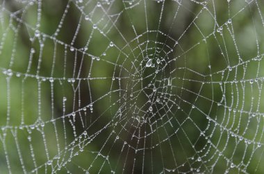 Web örümcek tarafından sabah çiy ıslak
