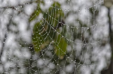 Bir web üzerinde yağmur damlaları