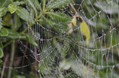 Yağmur damlaları bir örümcek ağı tarih