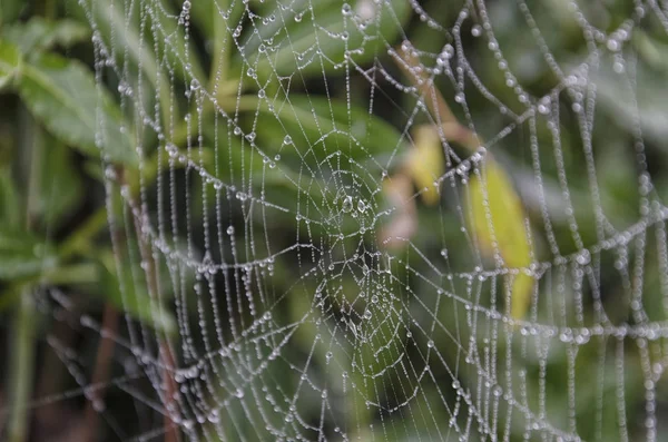 Des gouttes de pluie sur une toile d'araignée — Photo