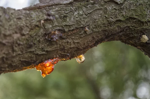 Cherry branch full of rosin — Stock Photo, Image