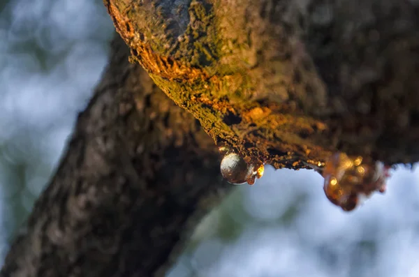 Branche d'arbre blessée et résine Images De Stock Libres De Droits