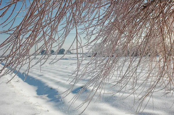 Árvore gelada após uma tempestade de inverno — Fotografia de Stock