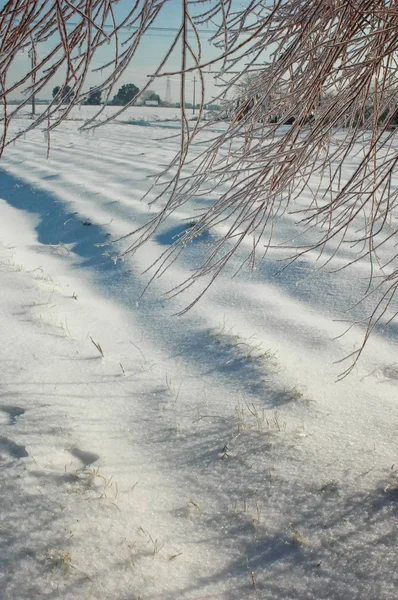 Árvore congelada após uma tempestade de inverno — Fotografia de Stock