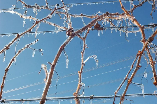 Fryst växt efter ett snöfall Stockbild