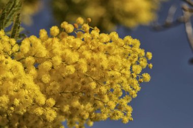 Kadınlar Günü için sarı Mimoza