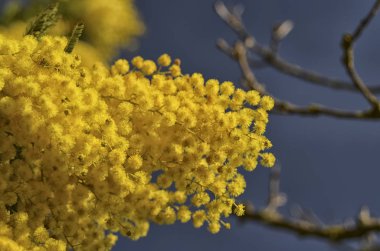 Kadınlar Günü sembolü İtalya