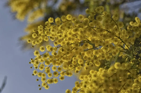 Kadınlar Günü için vermek için sarı Mimoza — Stok fotoğraf