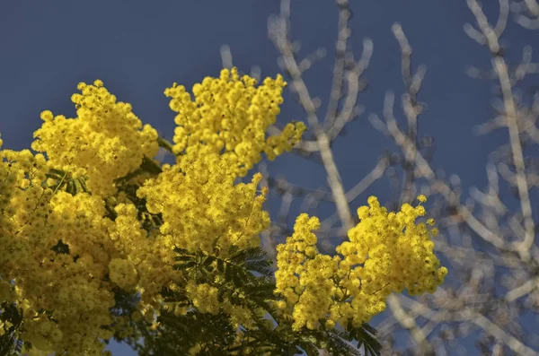 Acacia dealbata recém-florida — Fotografia de Stock