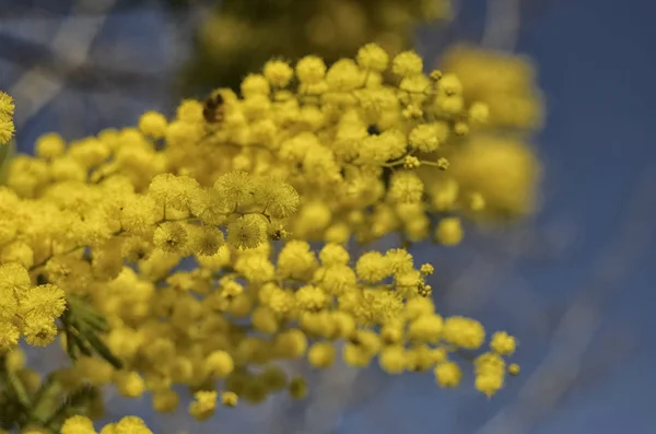 Čerstvě rozkvetlé žluté mimózy — Stock fotografie
