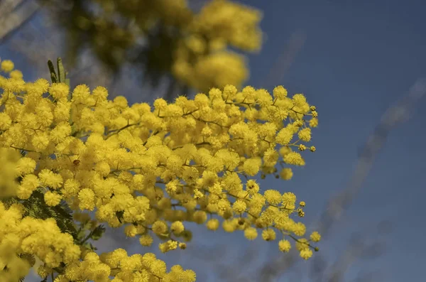 Čerstvě rozkvetlých Acacia dealbata — Stock fotografie