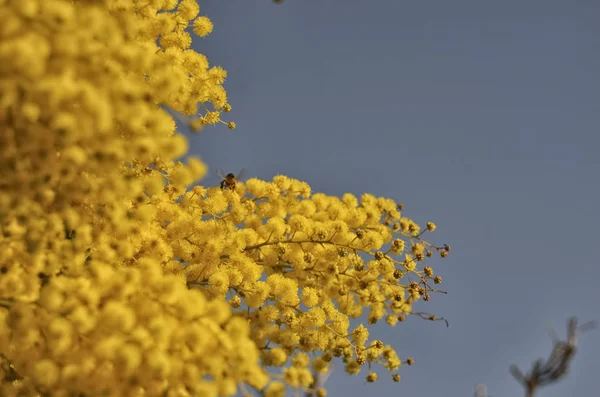 이탈리아에서 여성의 권리의 상징 — 스톡 사진