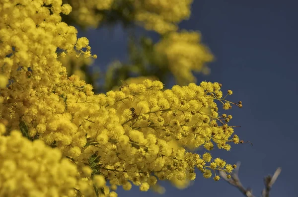 Akasya kadının gün için vermek — Stok fotoğraf